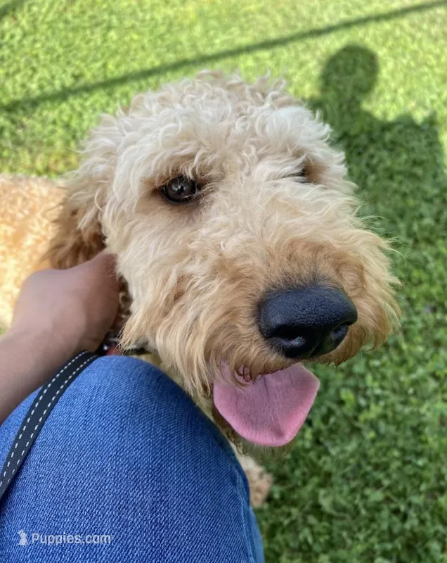 Thomas – Miniature Goldendoodle puppy for sale in Gainesville, GA
