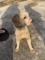 Thomas, a male Miniature Goldendoodle for sale in Gainesville, GA – Photo 4 of 5