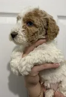 processed/6b892ea8-91a6-46cd-8112-3fba6331679a/listing/94c3936e-981b-4826-aef4-f5c40b82553e/0583ea08-ad1f-4b78-aeb9-1f5ea870b666