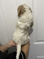 processed/6b892ea8-91a6-46cd-8112-3fba6331679a/listing/94c3936e-981b-4826-aef4-f5c40b82553e/148ee486-8cc2-4bd9-8977-ea893aa08f0a