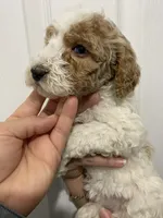 processed/6b892ea8-91a6-46cd-8112-3fba6331679a/listing/94c3936e-981b-4826-aef4-f5c40b82553e/54bd92ba-5022-41c3-be50-550cd7da03b5