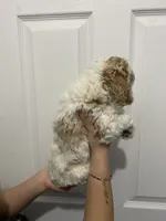 processed/6b892ea8-91a6-46cd-8112-3fba6331679a/listing/94c3936e-981b-4826-aef4-f5c40b82553e/57ffee6c-9235-49e8-b0a5-6559bfb64d4d