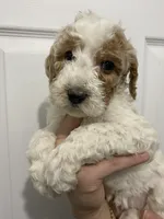 processed/6b892ea8-91a6-46cd-8112-3fba6331679a/listing/94c3936e-981b-4826-aef4-f5c40b82553e/7d5a5707-bb67-4242-8afa-ae5ce1e3043d