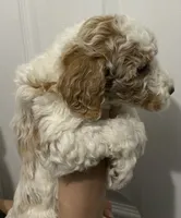 processed/6b892ea8-91a6-46cd-8112-3fba6331679a/listing/94c3936e-981b-4826-aef4-f5c40b82553e/adeeee5b-ef27-4ced-9c08-c69df2bcbf46