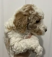 processed/6b892ea8-91a6-46cd-8112-3fba6331679a/listing/94c3936e-981b-4826-aef4-f5c40b82553e/b90ec997-d11e-4f77-a4cf-8b3669885628