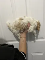 Champ, a male Miniature Goldendoodle for sale in Gainesville, GA – Photo 6 of 8