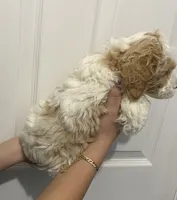 Champ, a male Miniature Goldendoodle for sale in Gainesville, GA – Photo 7 of 8