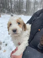 Champ, a male Miniature Goldendoodle for sale in Gainesville, GA – Photo 1 of 8
