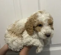 Champ, a male Miniature Goldendoodle for sale in Gainesville, GA – Photo 8 of 8