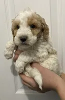 Champ, a male Miniature Goldendoodle for sale in Gainesville, GA – Photo 2 of 8