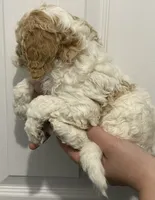 Champ, a male Miniature Goldendoodle for sale in Gainesville, GA – Photo 3 of 8