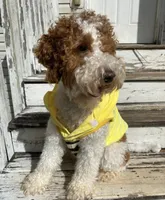 Myla, a female Miniature Goldendoodle for sale in Gainesville, GA – 3 of 4