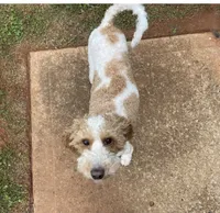 Myla, a female Miniature Goldendoodle for sale in Gainesville, GA – 4 of 4