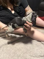 Annie, a female Bluetick Coonhound for sale in Conroe, TX – Photo 2 of 3