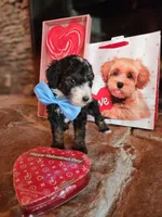 Charlie - AKC - Clear, a male Poodle - Miniature  for sale in Spring City, TN – Photo 3 of 6