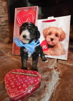 Charlie - AKC - Clear, a male Poodle - Miniature  for sale in Spring City, TN – Photo 5 of 6