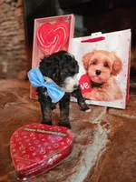 Charlie - AKC - Clear, a male Poodle - Miniature  for sale in Spring City, TN – Photo 2 of 6