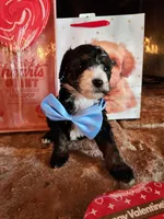 Charlie - AKC - Clear, a male Poodle - Miniature  for sale in Spring City, TN – Photo 6 of 6