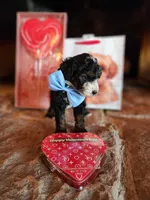 Charlie - AKC - Clear, a male Poodle - Miniature  for sale in Spring City, TN – Photo 4 of 6