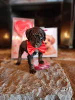 Cadbury - AKC - Clear , a male Poodle - Miniature  for sale in Spring City, TN – Photo 4 of 6