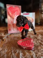 Cadbury - AKC - Clear , a male Poodle - Miniature  for sale in Spring City, TN – Photo 2 of 6