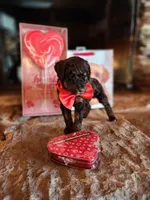 Cadbury - AKC - Clear , a male Poodle - Miniature  for sale in Spring City, TN – Photo 6 of 6