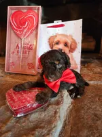 Cadbury - AKC - Clear , a male Poodle - Miniature  for sale in Spring City, TN – Photo 5 of 6