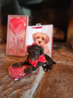 Cadbury - AKC - Clear , a male Poodle - Miniature  for sale in Spring City, TN – Photo 3 of 6