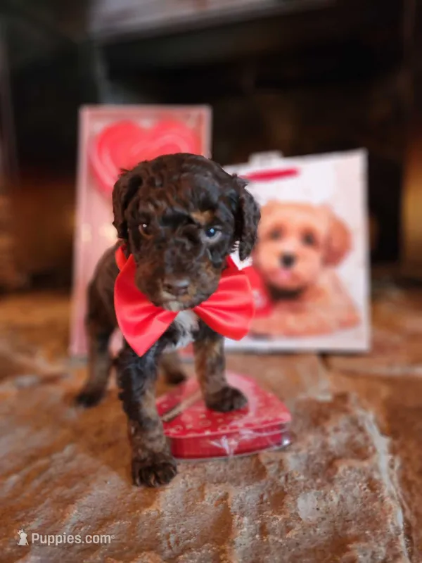 Cadbury - AKC - Clear 