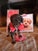 Cadbury - AKC - Clear , a male Poodle - Miniature  for sale in Spring City, TN – Photo 1 of 6