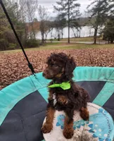 Hershey AKC , a male Poodle - Miniature  for sale in Spring City, TN – Photo 5 of 5