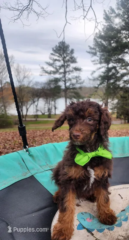 Hershey AKC  – Poodle - Miniature  puppy for sale in Spring City, TN