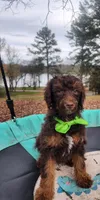 Hershey AKC , a male Poodle - Miniature  for sale in Spring City, TN – Photo 4 of 5