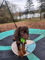 Hershey - Akc - Clear , a male Poodle - Miniature  for sale in Spring City, TN – Photo 6 of 8
