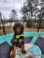 Hershey - Akc - Clear , a male Poodle - Miniature  for sale in Spring City, TN – Photo 8 of 8