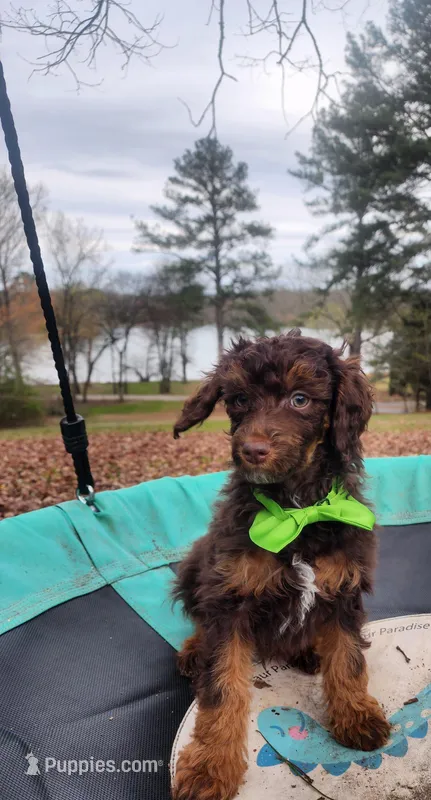 Hershey - Akc - Clear  – Poodle - Miniature  puppy for sale in Spring City, TN