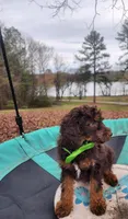 Hershey - Akc - Clear , a male Poodle - Miniature  for sale in Spring City, TN – Photo 3 of 8
