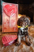 Twix - Akc , a male Poodle - Miniature  for sale in Spring City, TN – Photo 4 of 5