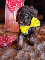 Twix - Akc , a male Poodle - Miniature  for sale in Spring City, TN – Photo 2 of 5