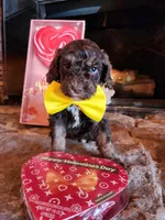 Twix - Akc , a male Poodle - Miniature  for sale in Spring City, TN – Photo 3 of 5