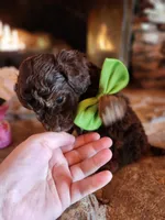 Hershey - Akc - Clear , a male Poodle - Miniature  for sale in Spring City, TN – Photo 2 of 8