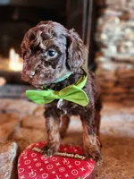 Hershey - Akc - Clear , a male Poodle - Miniature  for sale in Spring City, TN – Photo 4 of 8