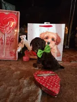 Hershey - Akc - Clear , a male Poodle - Miniature  for sale in Spring City, TN – Photo 7 of 8