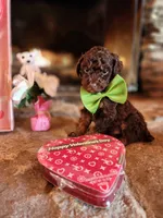 Hershey - Akc - Clear , a male Poodle - Miniature  for sale in Spring City, TN – Photo 3 of 8