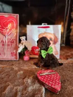 Hershey - Akc - Clear , a male Poodle - Miniature  for sale in Spring City, TN – Photo 6 of 8