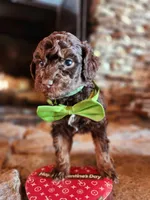 Hershey - Akc - Clear , a male Poodle - Miniature  for sale in Spring City, TN – Photo 1 of 8