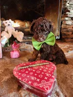 Hershey - Akc - Clear , a male Poodle - Miniature  for sale in Spring City, TN – Photo 8 of 8