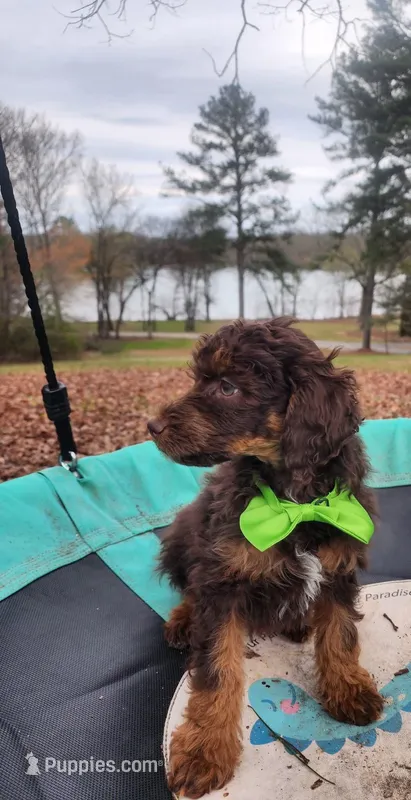 Hershey - AKC , a male Poodle - Miniature  for sale in Spring City, TN – Photo 1 of 5