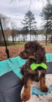 Hershey - AKC , a male Poodle - Miniature  for sale in Spring City, TN – Photo 1 of 5