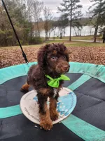 Hershey - AKC , a male Poodle - Miniature  for sale in Spring City, TN – Photo 2 of 5